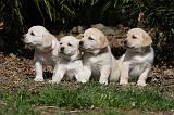 LABRADOR 1032